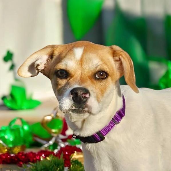 Enlarge Nino, an adoptable mixed breed in South Saint Paul, MN image 4/6