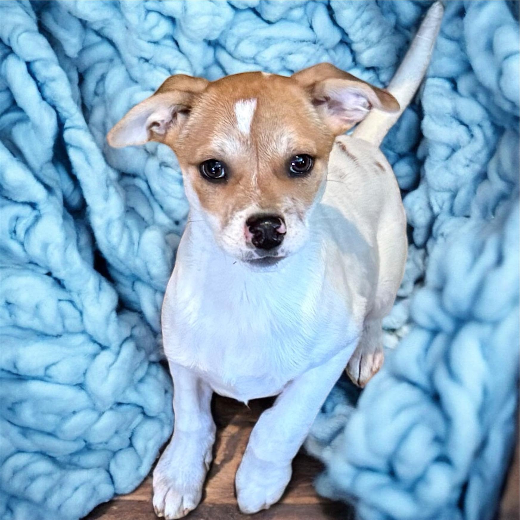 Nino, ADOPTABLE, Puppy Male Jack Russell Terrier & Rat Terrier.