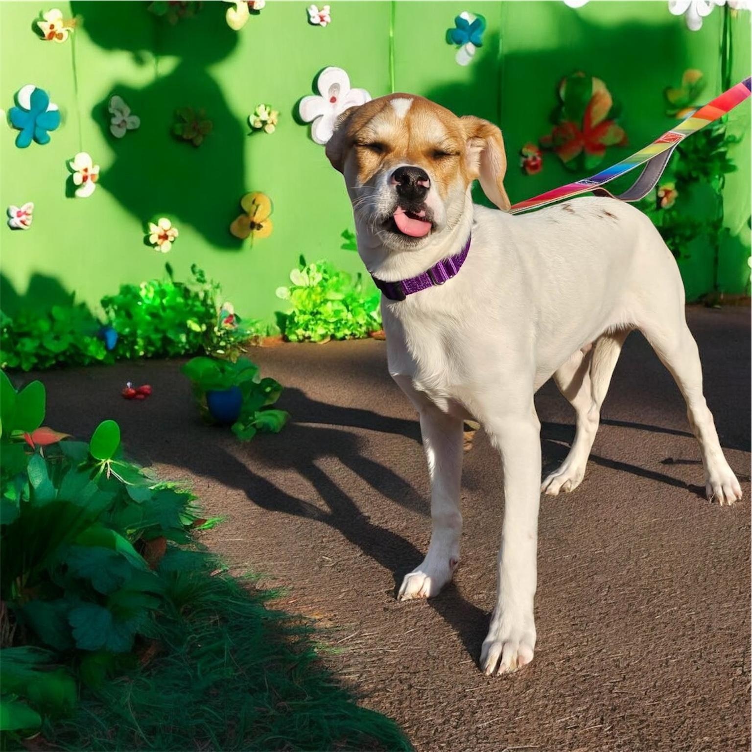 Nino, adoptable, Puppy Male Jack Russell Terrier & Beagle.