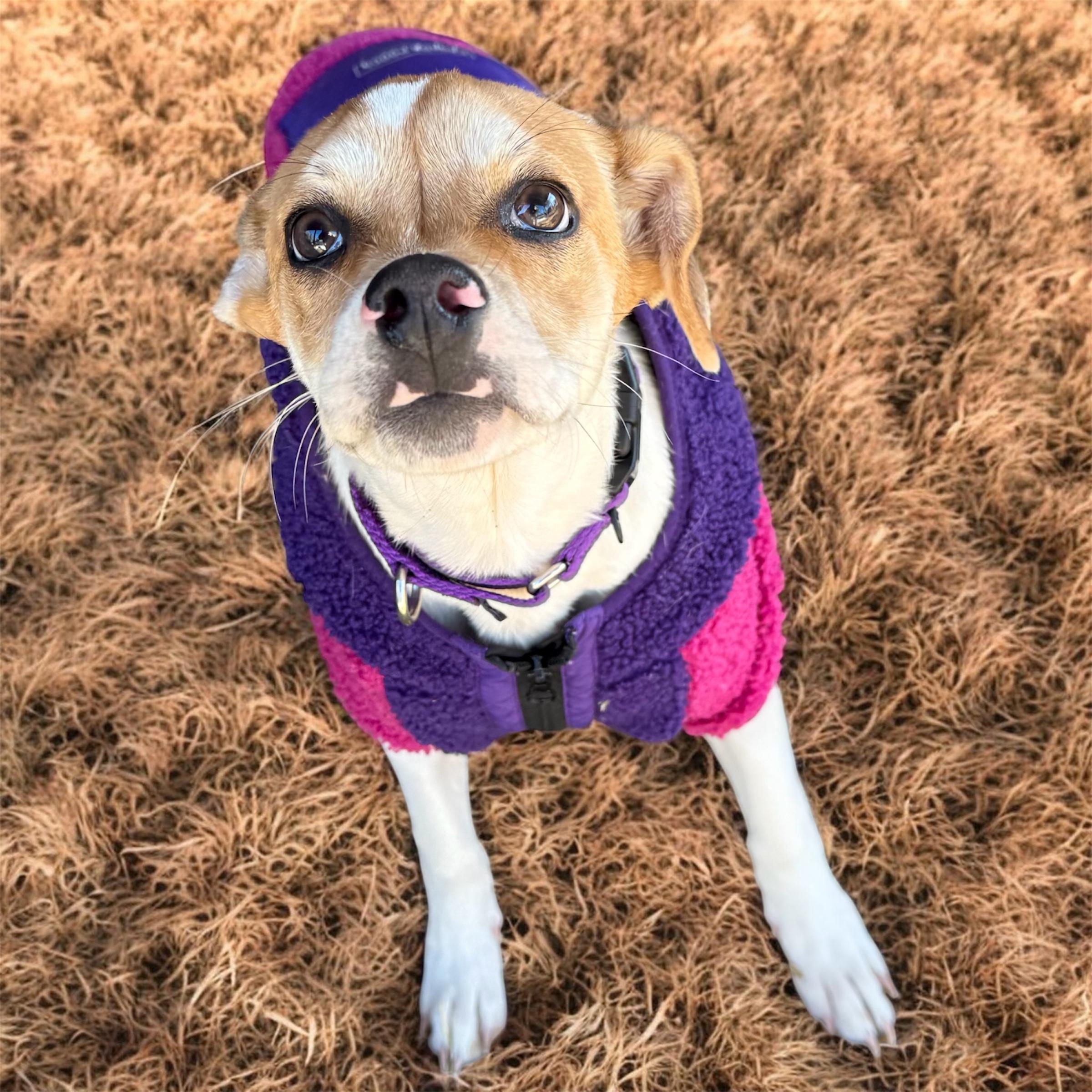 Nino, adoptable, Puppy Male Jack Russell Terrier & Beagle.