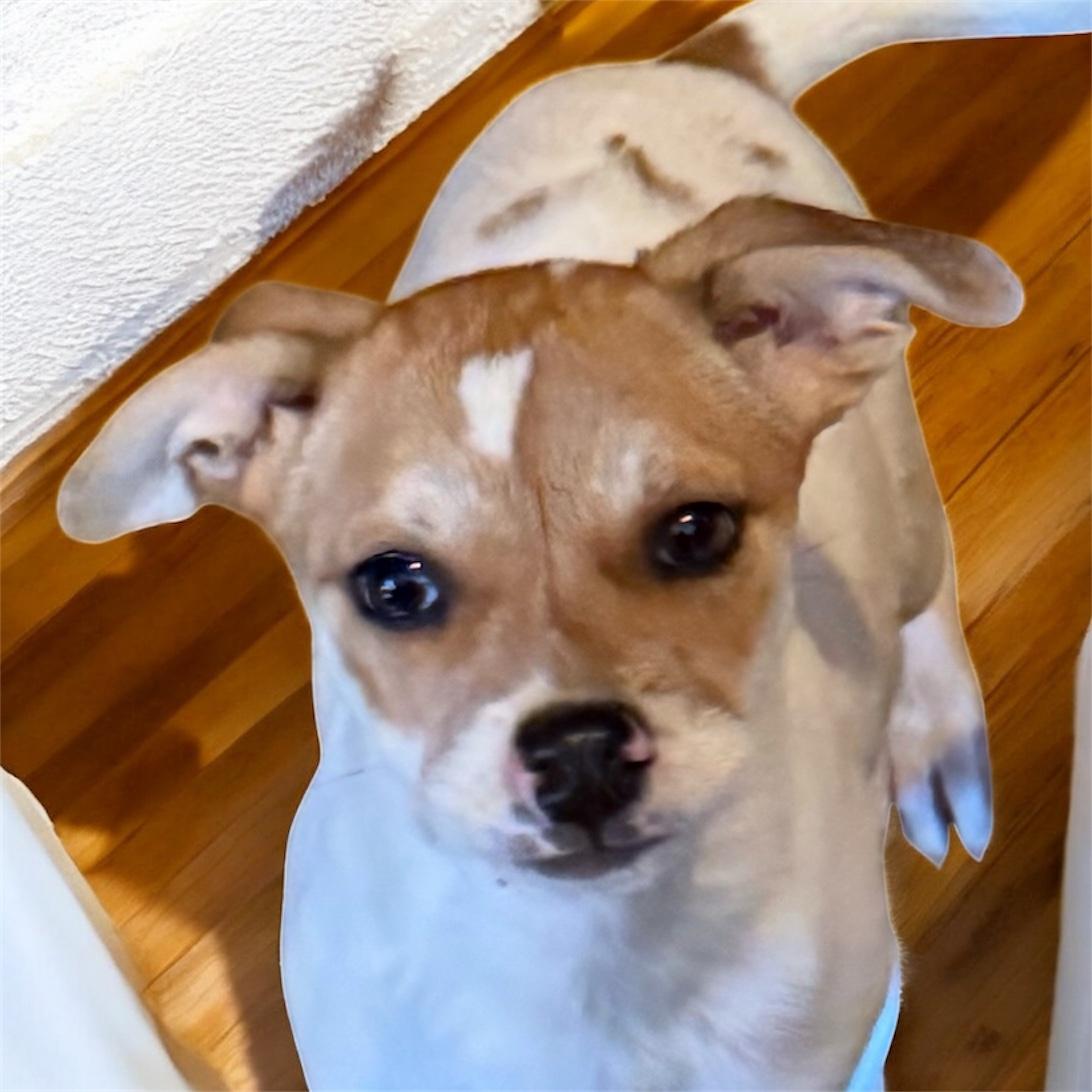 Enlarge Nino, a ADOPTABLE mixed breed in South Saint Paul, MN image 4/4