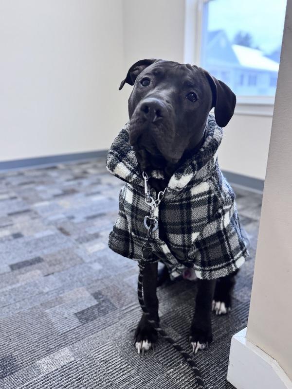 Enlarge Jasper, a Adoptable mixed breed in Stratham, NH image 1/6