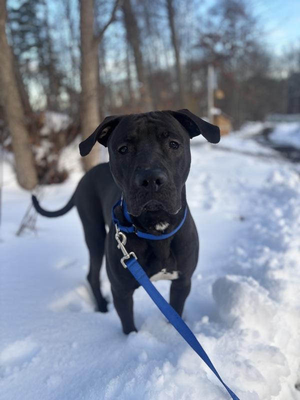 Enlarge Jasper, a Adoptable mixed breed in Stratham, NH image 2/6