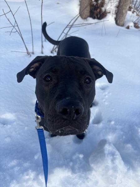 Enlarge Jasper, a Adoptable mixed breed in Stratham, NH image 3/6