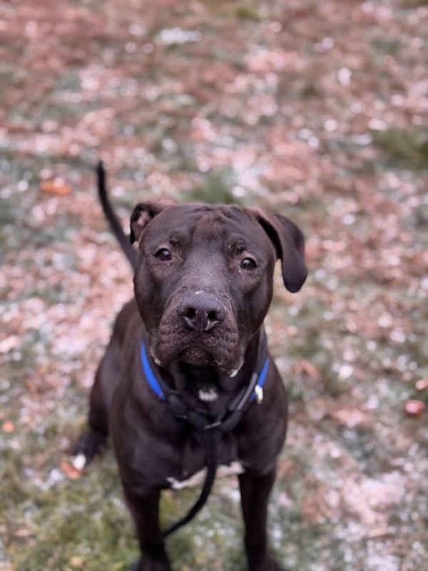 Enlarge Jasper, a Adoptable mixed breed in Stratham, NH image 4/6