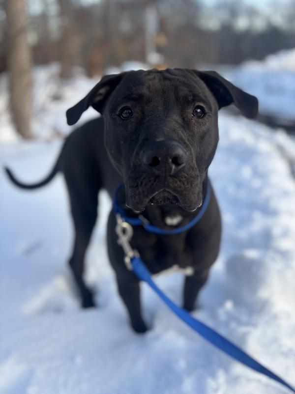 Enlarge Jasper, a Adoptable mixed breed in Stratham, NH image 5/6