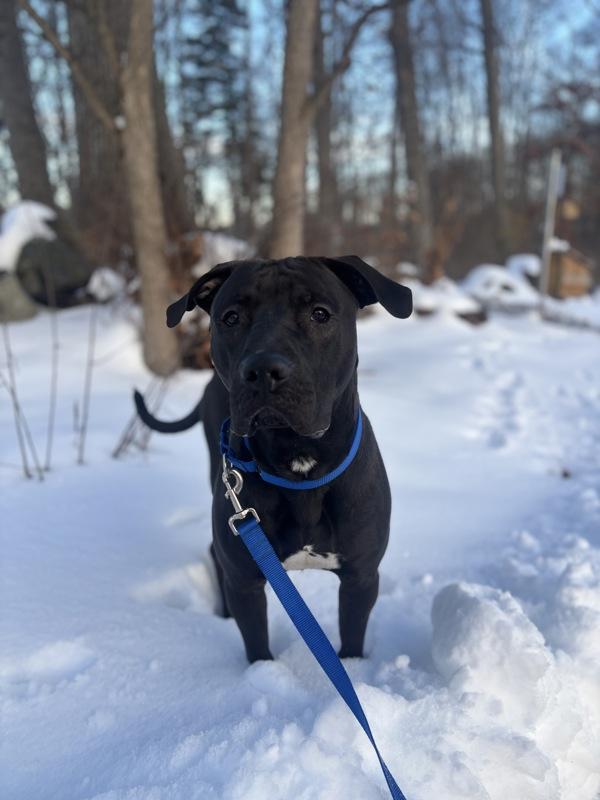 Enlarge Jasper, a Adoptable mixed breed in Stratham, NH image 6/6