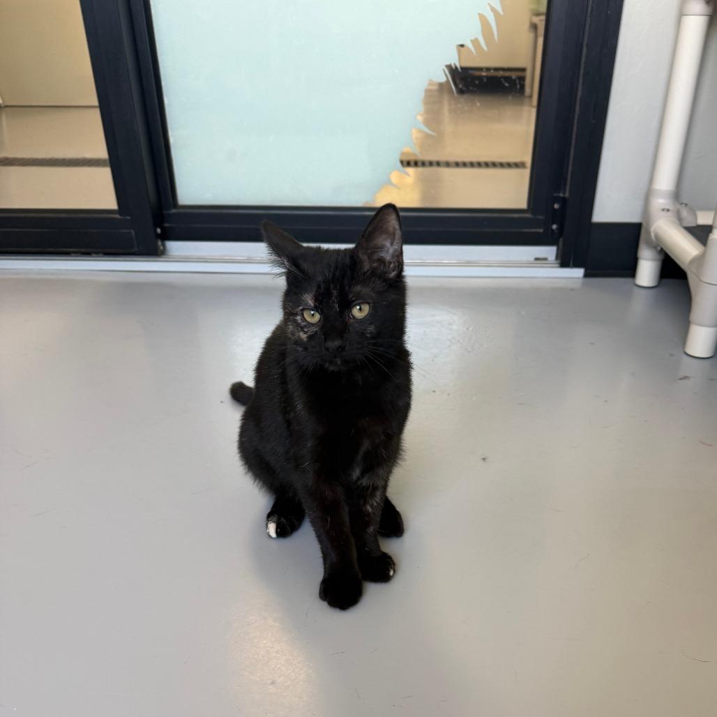 Enlarge Butternut, a Adoptable American Shorthair in Ponca City, OK image 1/6