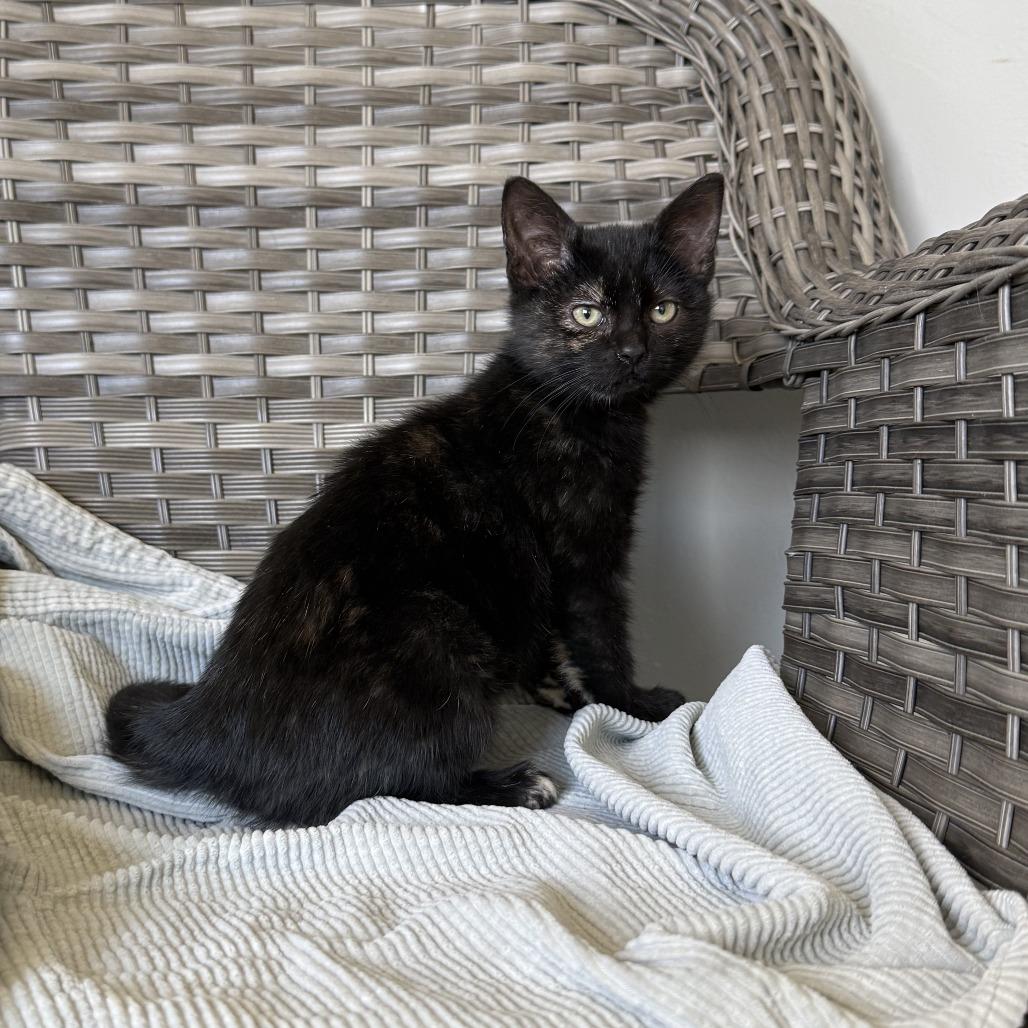 Butternut, Adoptable, Kitten Female American Shorthair.