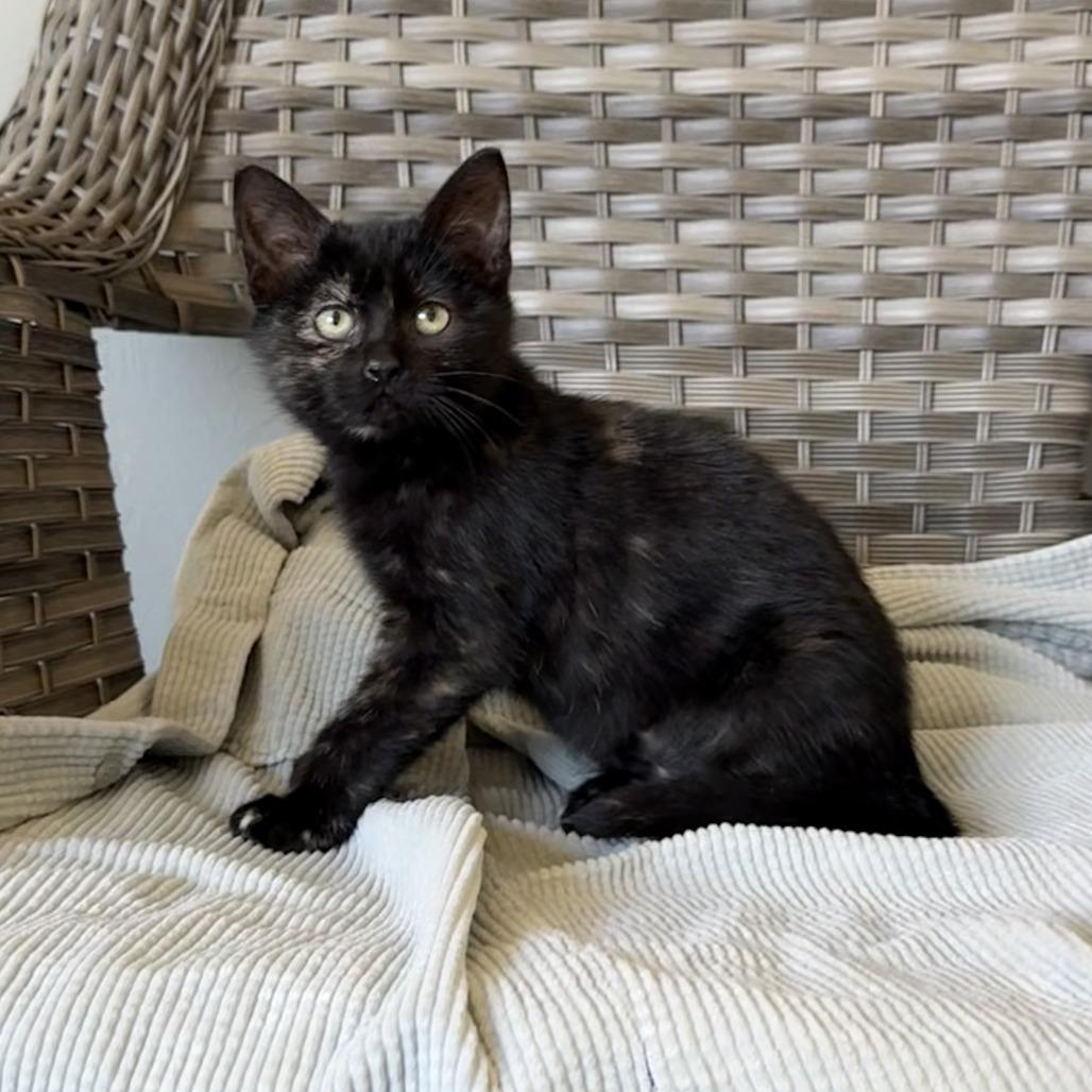 Enlarge Butternut, a Adoptable American Shorthair in Ponca City, OK image 2/6