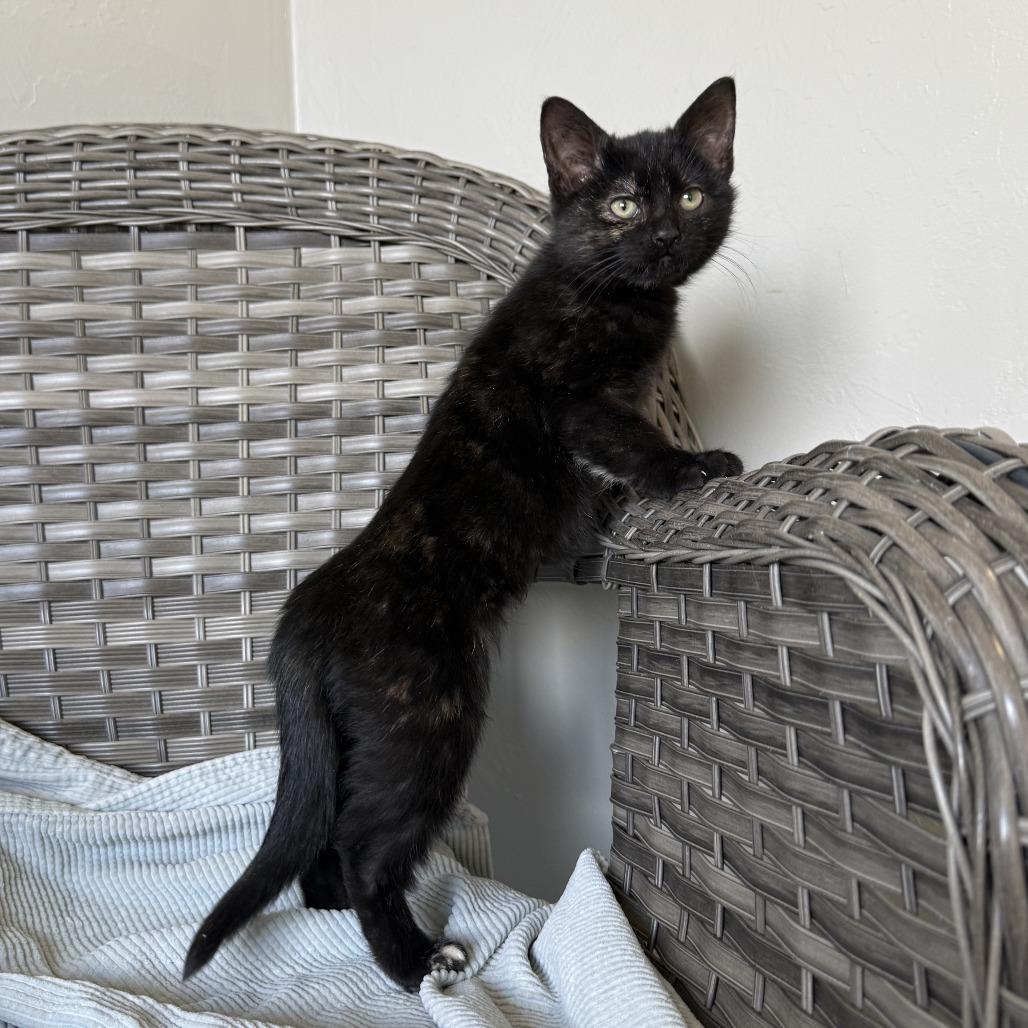 Enlarge Butternut, a Adoptable American Shorthair in Ponca City, OK image 3/6
