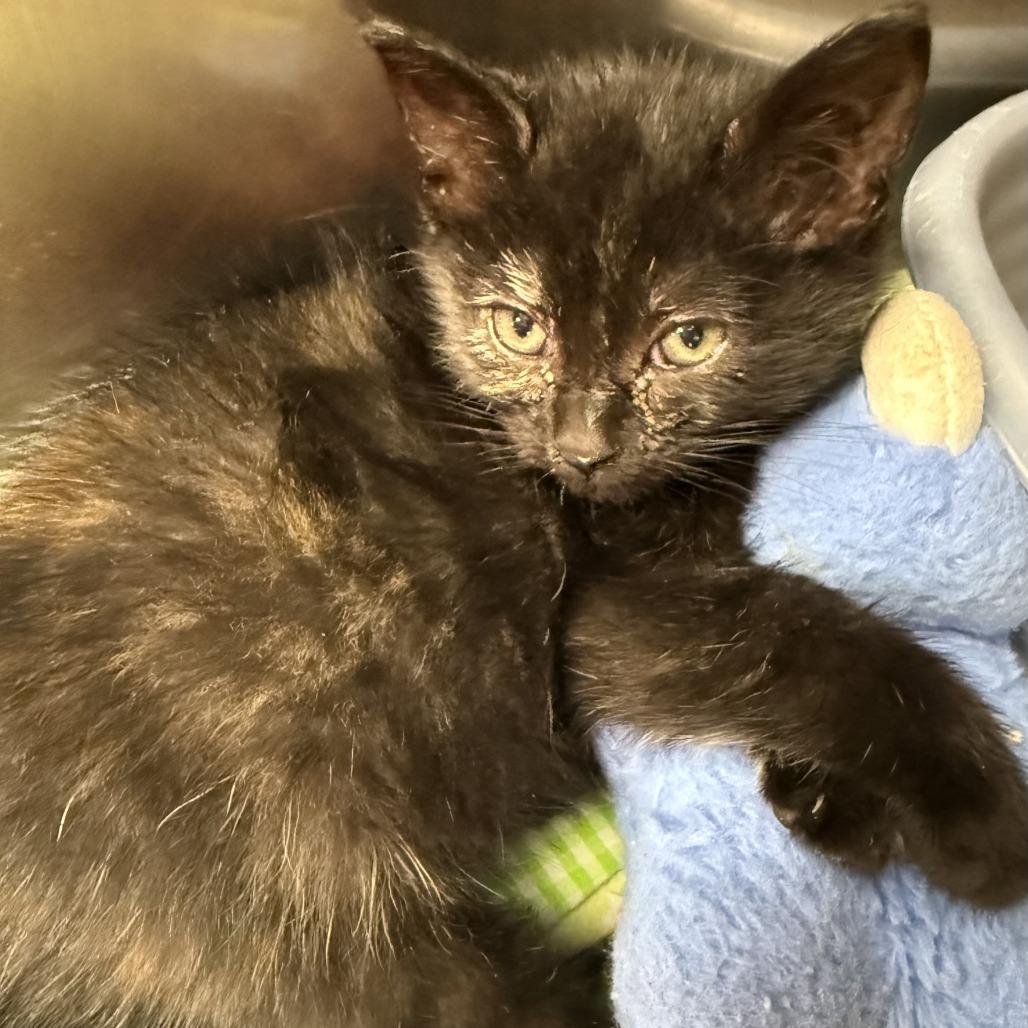 Enlarge Butternut, a Adoptable American Shorthair in Ponca City, OK image 4/6