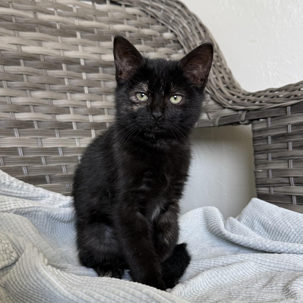 Enlarge Butternut, a Adoptable American Shorthair in Ponca City, OK image 5/6