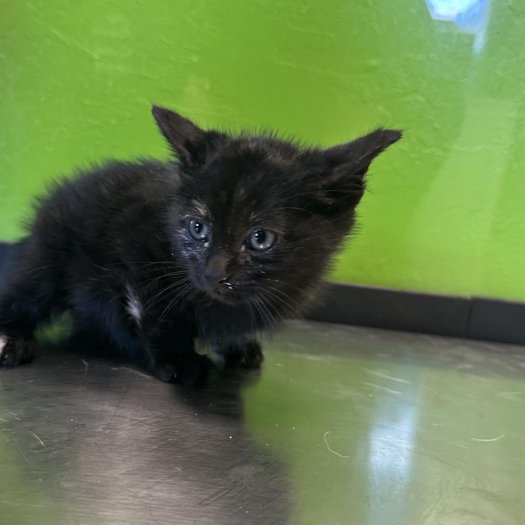 Enlarge Butternut, a Adoptable American Shorthair in Ponca City, OK image 6/6
