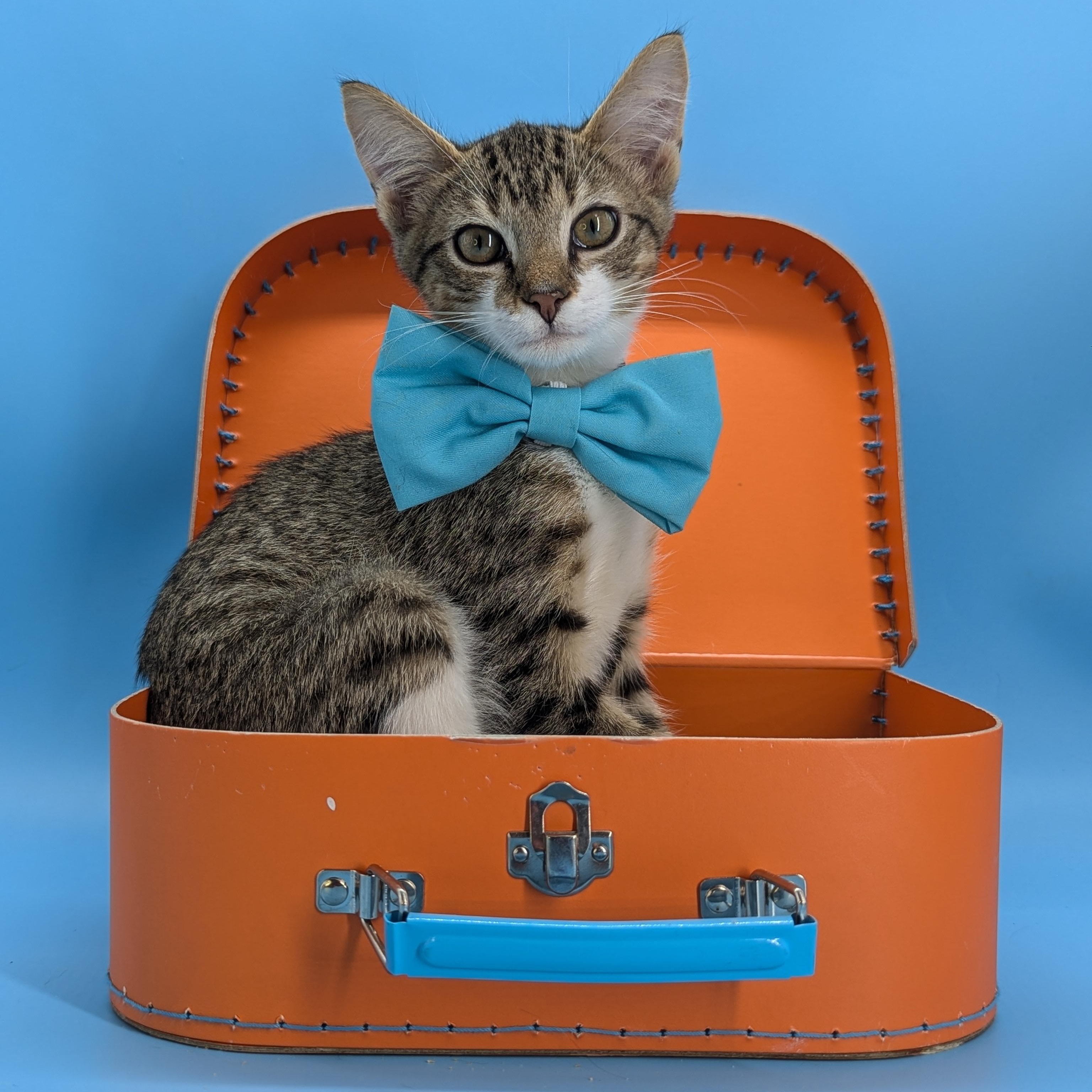 Enlarge Jinu (Kpop litter-The Genteman), an adopted mixed breed in Decatur, GA image 6/6