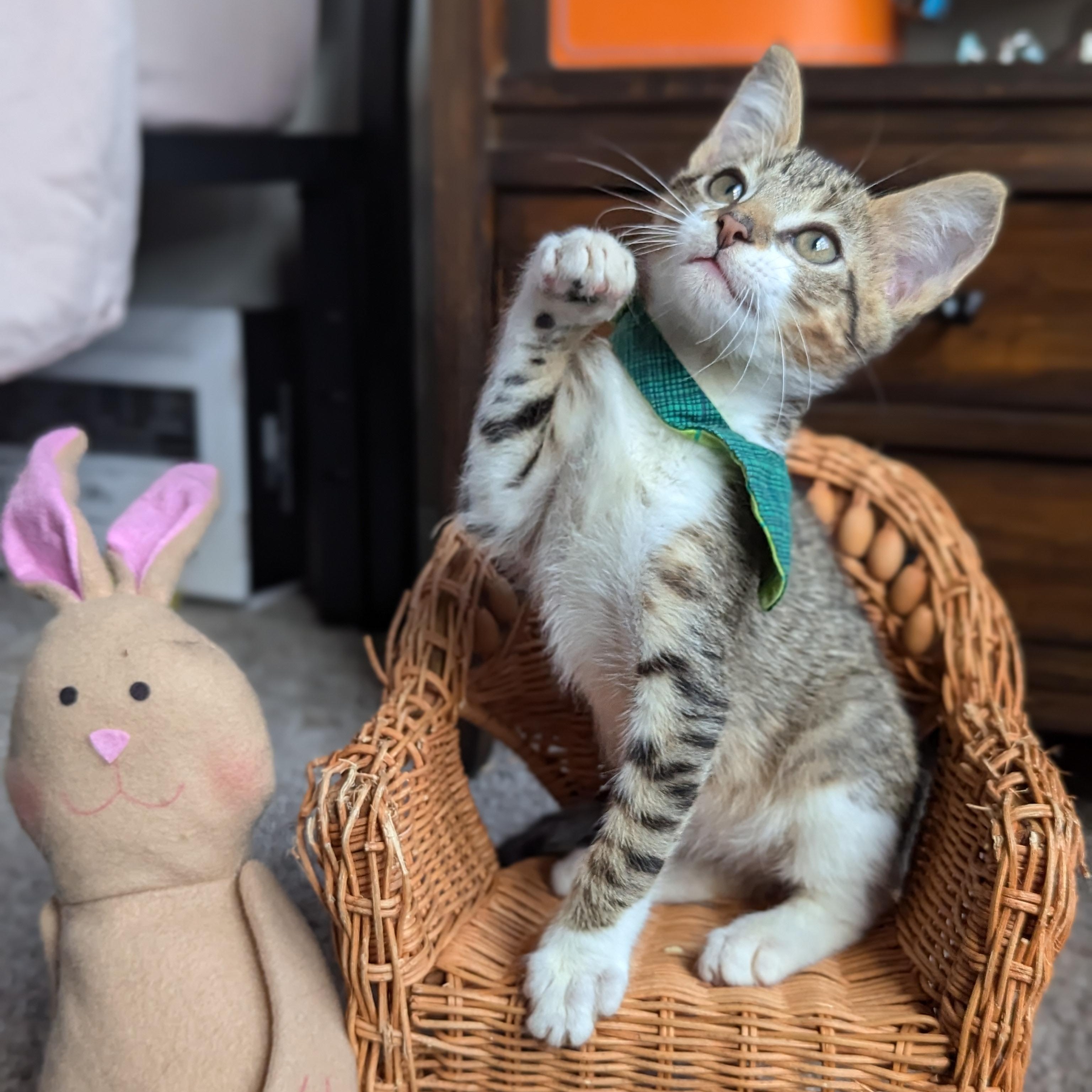 Enlarge Jinu (Kpop litter-The Genteman), an adopted mixed breed in Decatur, GA image 3/6