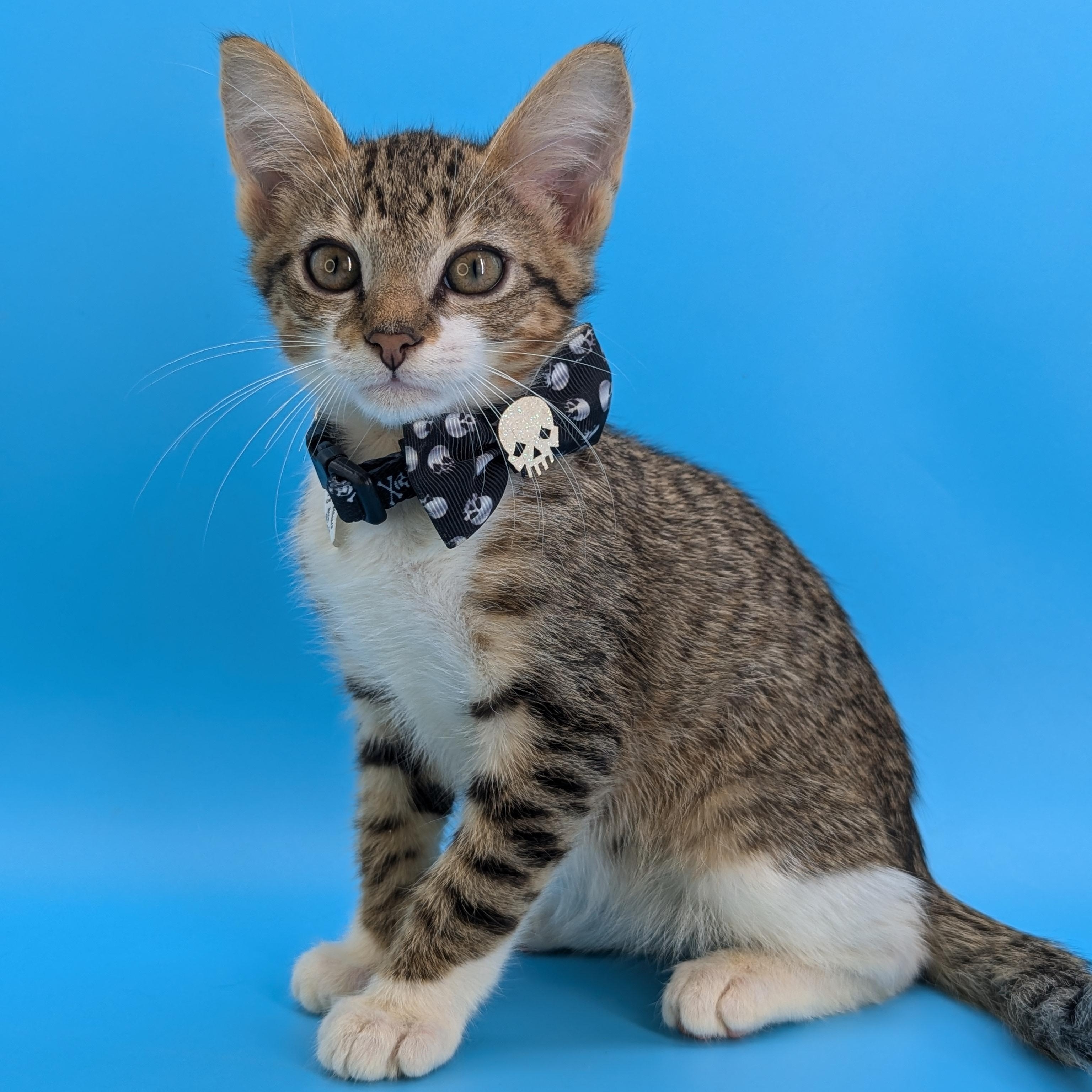 Jinu (Kpop litter-The Genteman), Adoptable, Kitten Male Domestic Short Hair & Maine Coon.
