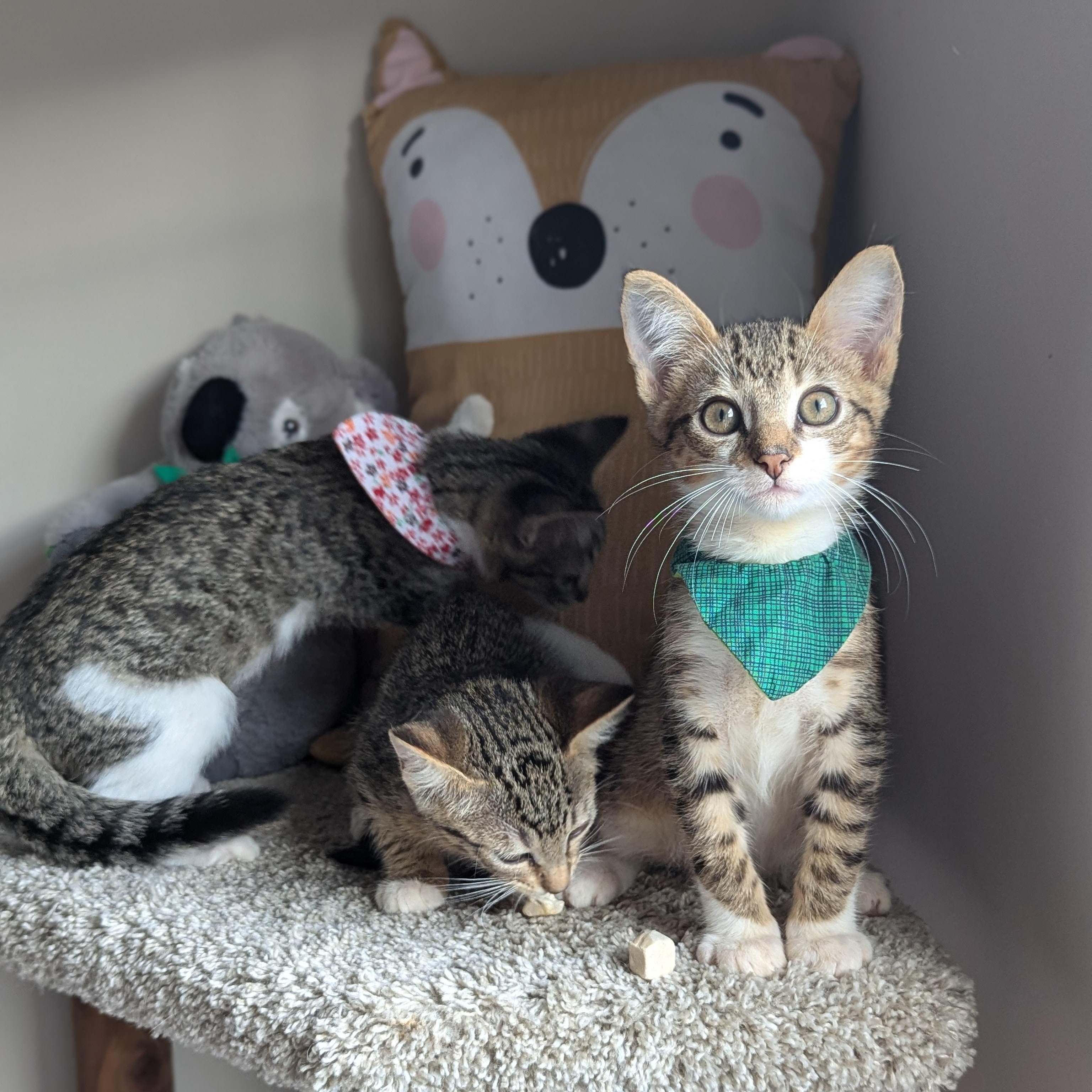 Enlarge Jinu (Kpop litter-The Genteman), an adopted mixed breed in Decatur, GA image 2/6