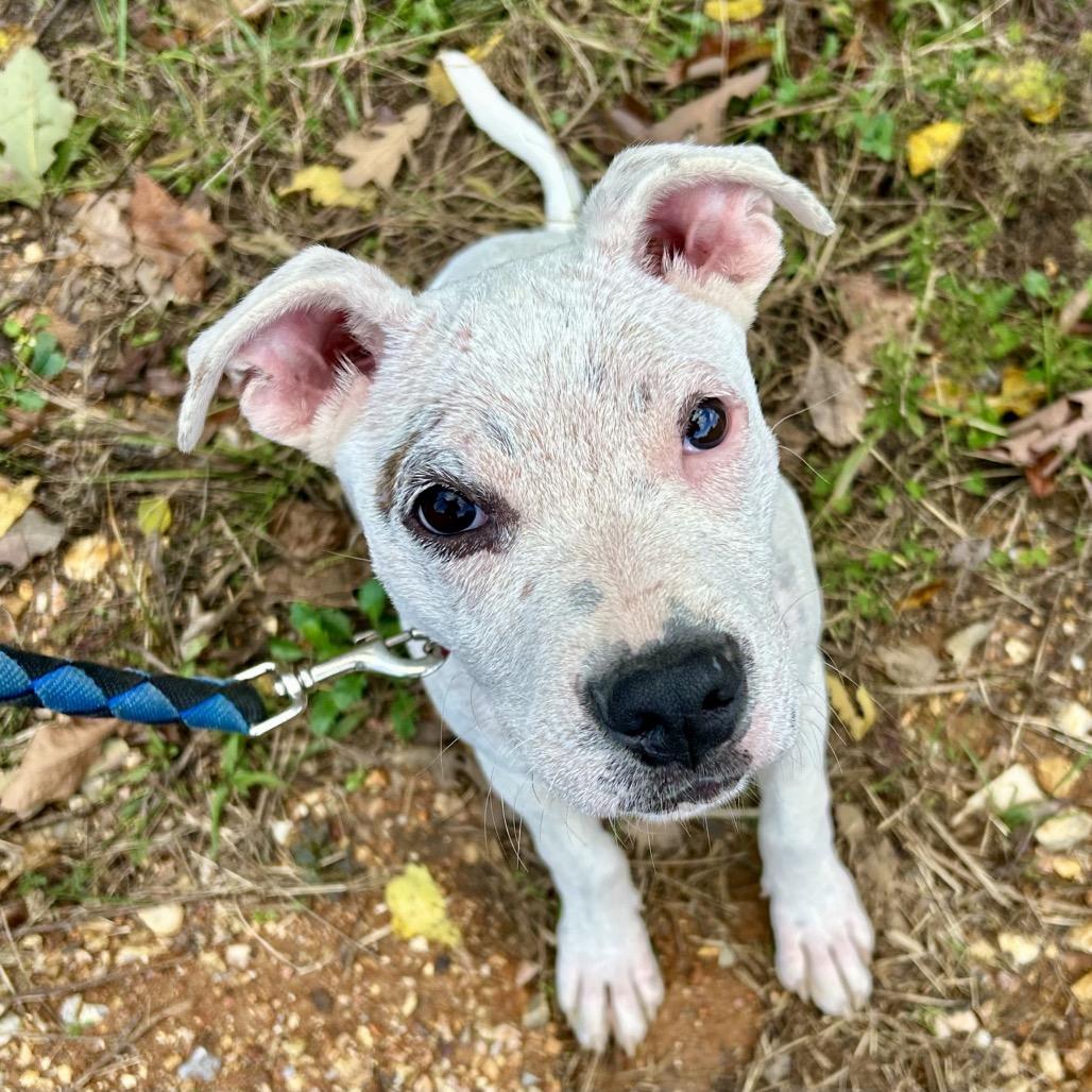 Lobo, Adoptable, Puppy Male Terrier.