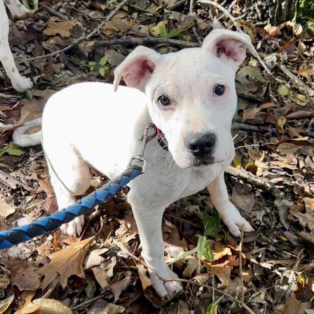 Enlarge Lobo, a Adoptable Terrier in Pineville, MO image 3/4