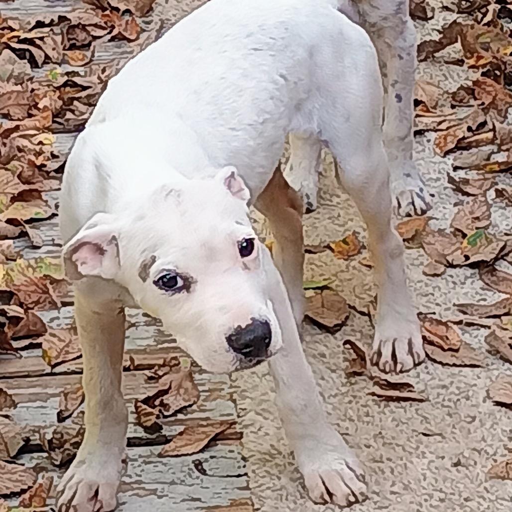 Enlarge Lobo, a Adoptable Terrier in Pineville, MO image 4/4