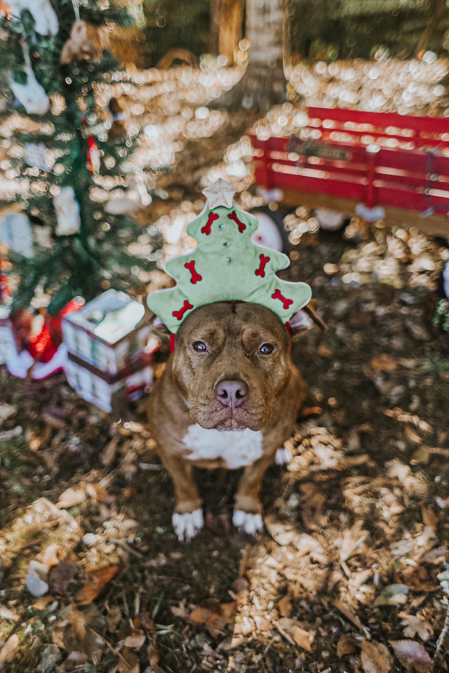 Enlarge Ruby Sue, a Adoptable mixed breed in Hamilton, GA image 2/3