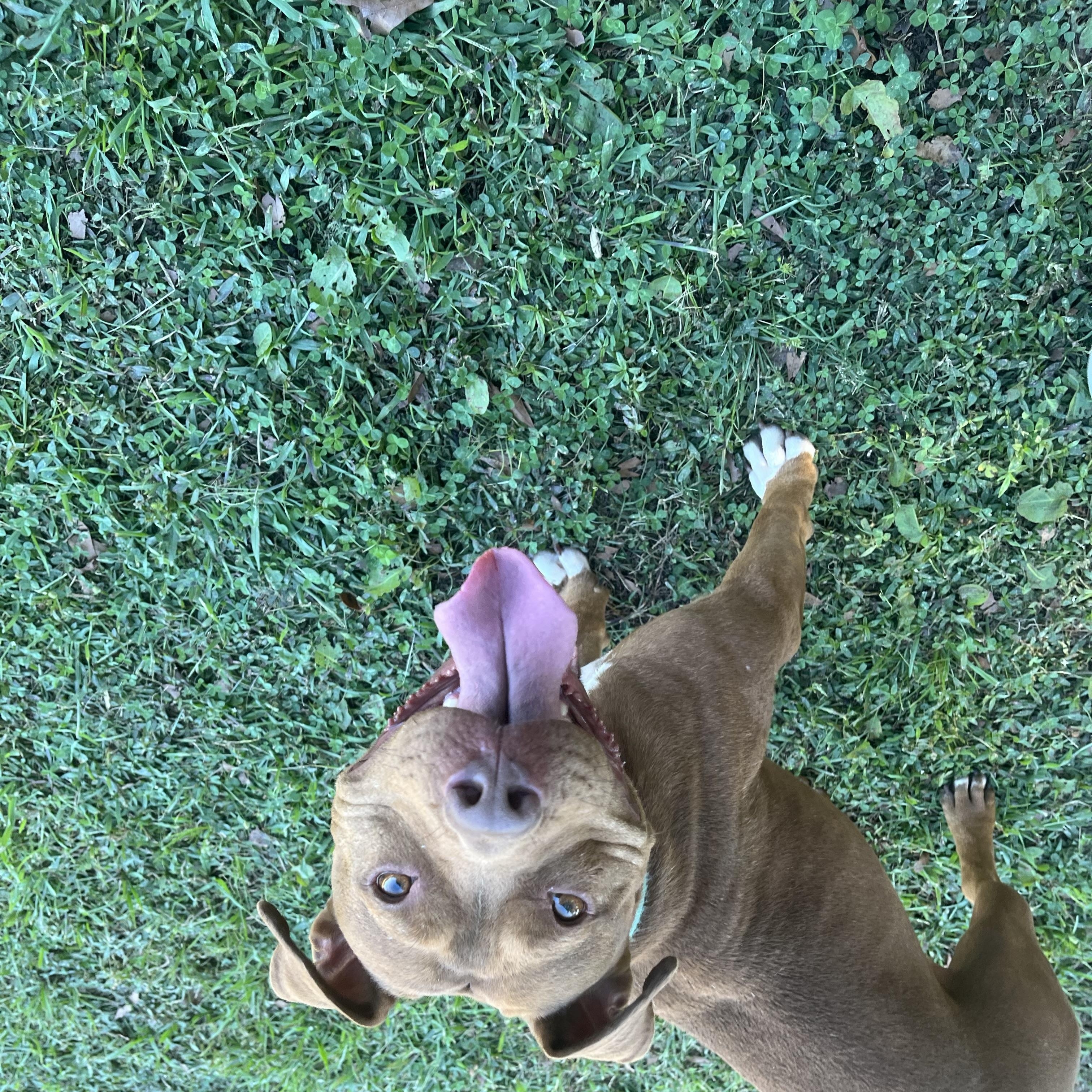 Ruby Sue, Adoptable, Adult Female American Bulldog.