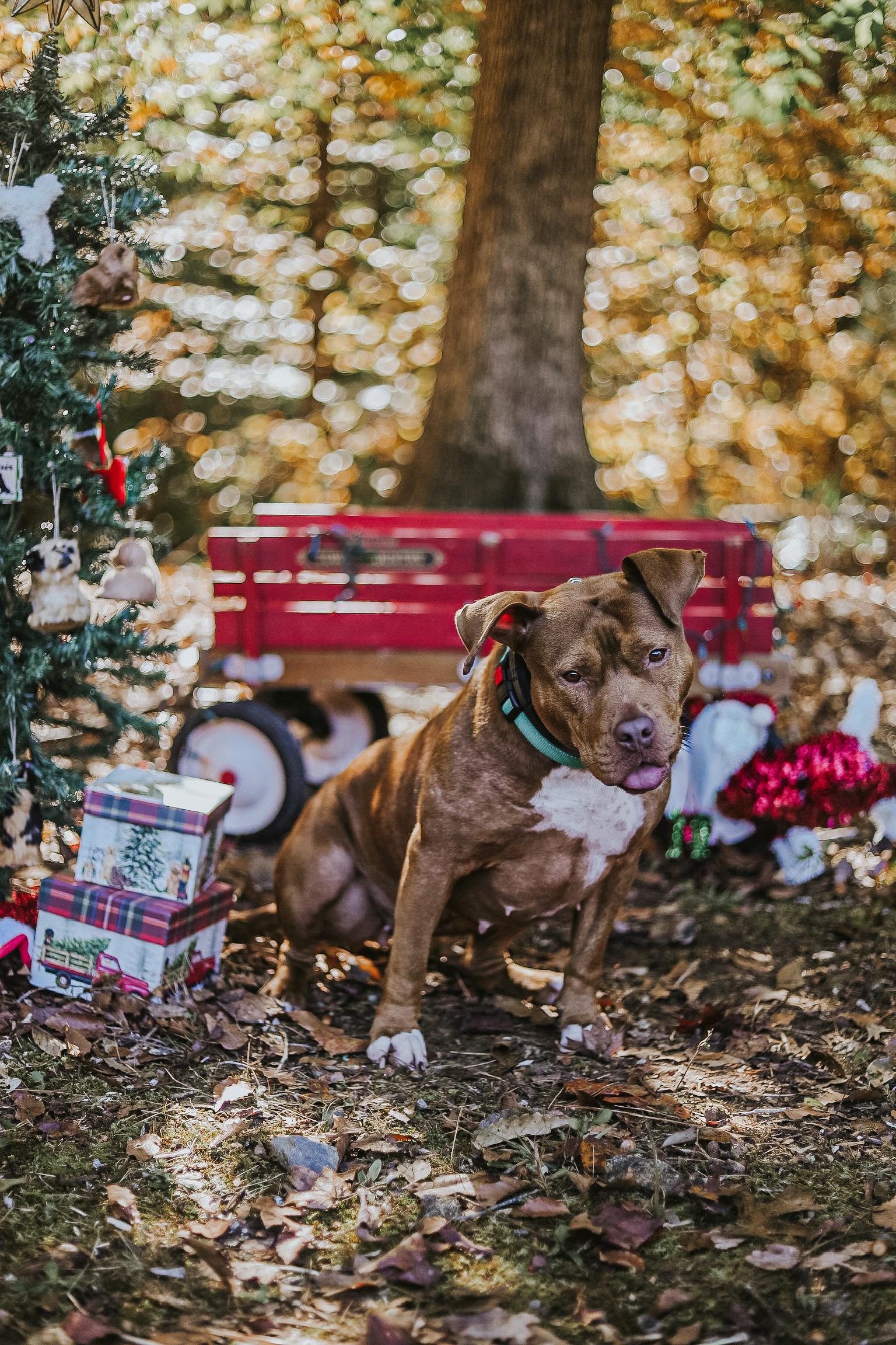 Enlarge Ruby Sue, a Adoptable mixed breed in Hamilton, GA image 3/3