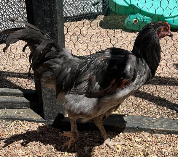 Cookie, Adoptable, Baby Male Chicken.