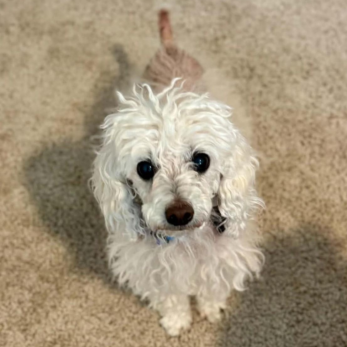 Enlarge MOLLY, a Adopted Miniature Poodle in Marana, AZ image 2/4