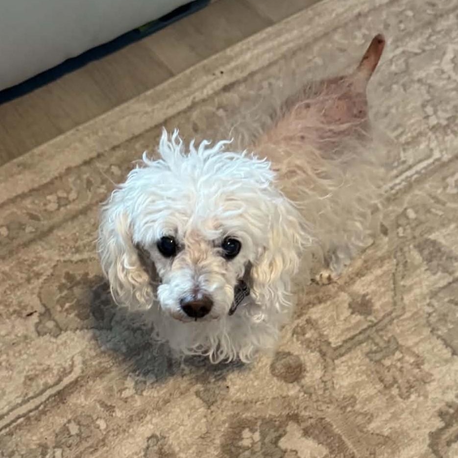 Enlarge MOLLY, a Adopted Miniature Poodle in Marana, AZ image 4/4