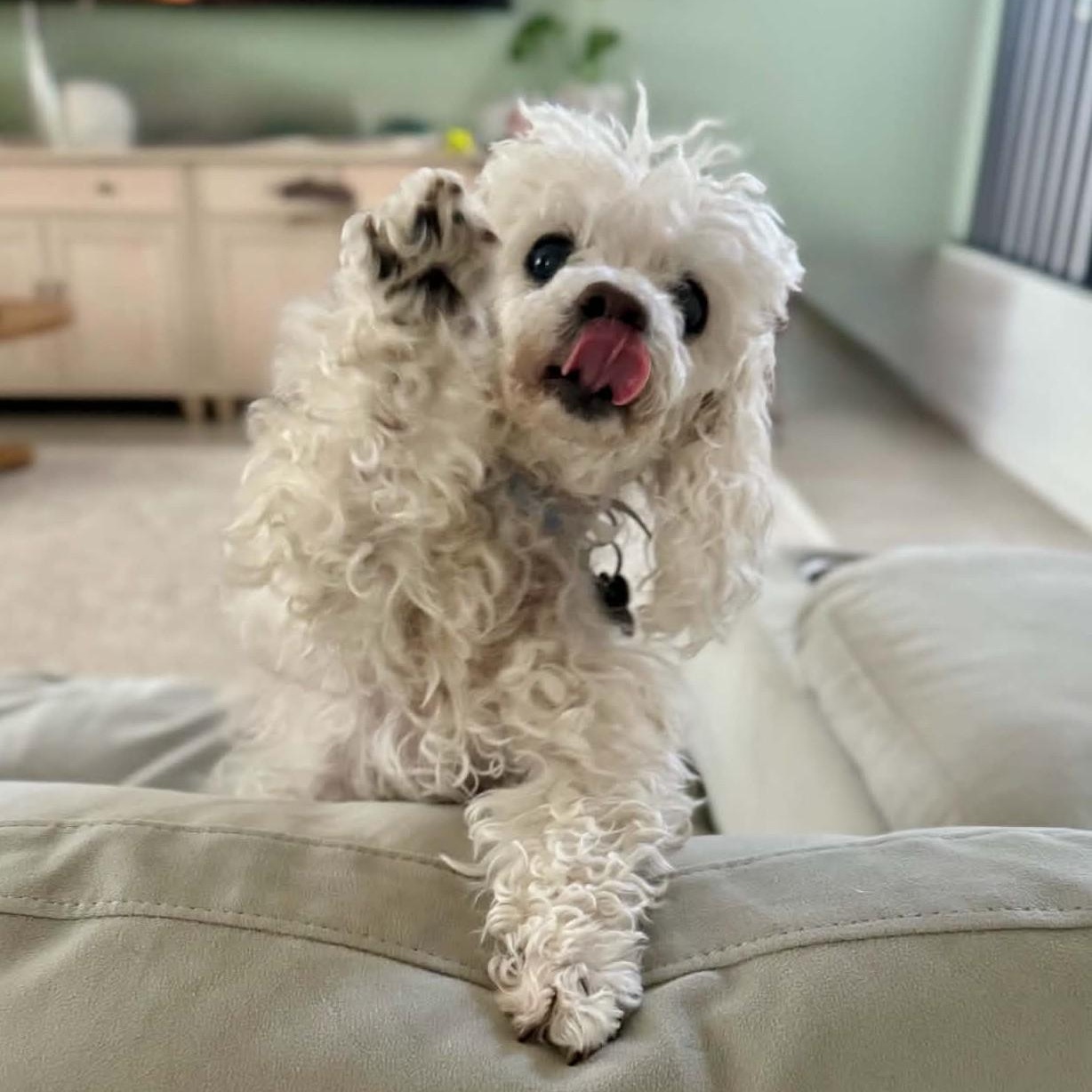 MOLLY, Adopted, Senior Female Miniature Poodle.