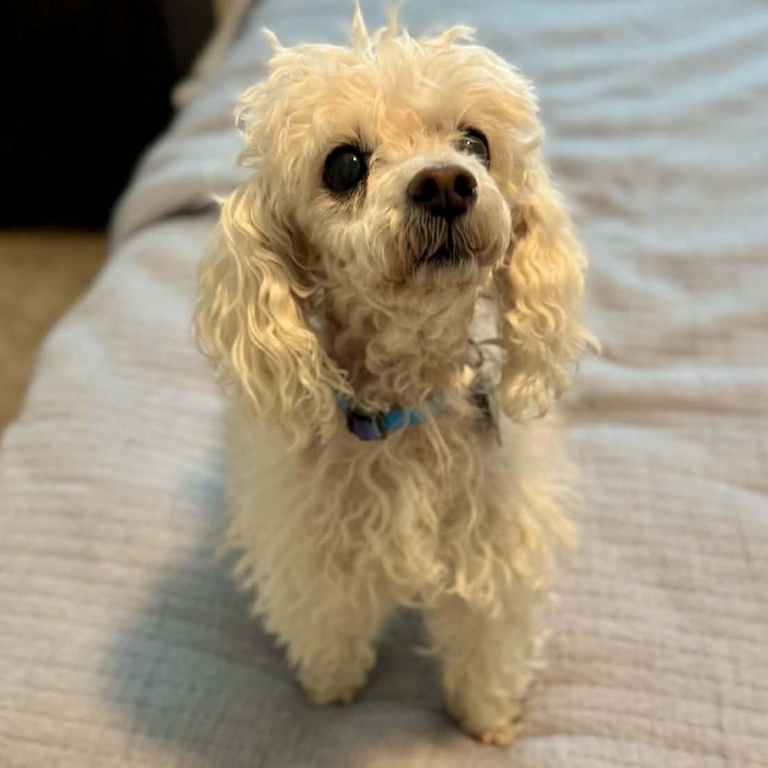 Enlarge MOLLY, a Adopted Miniature Poodle in Marana, AZ image 3/4