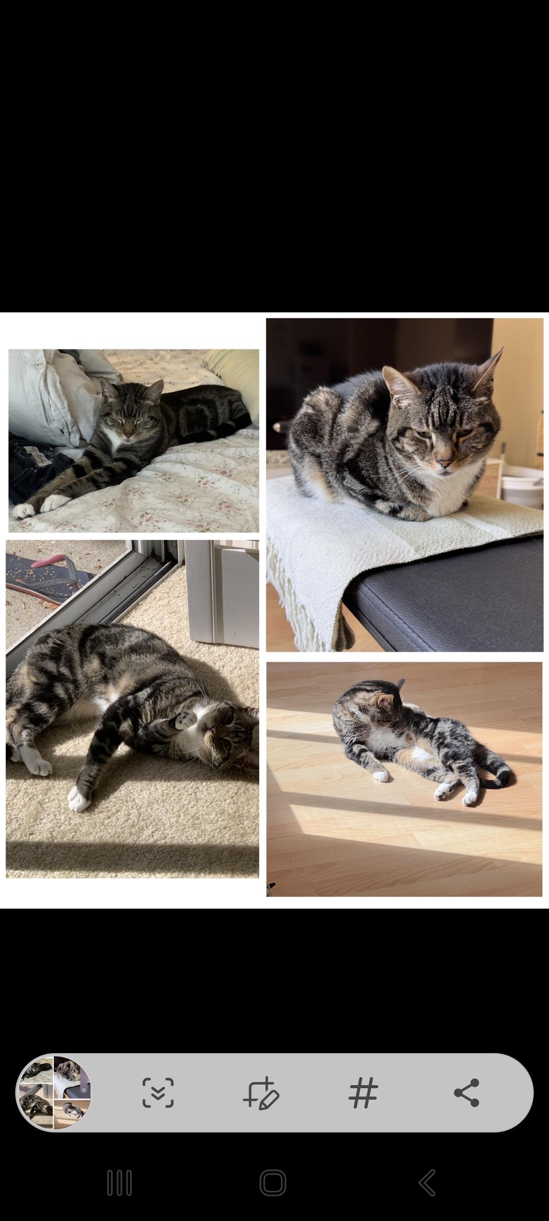 Enlarge Waffle, a Adoptable Tabby in San Jose, CA image 4/4