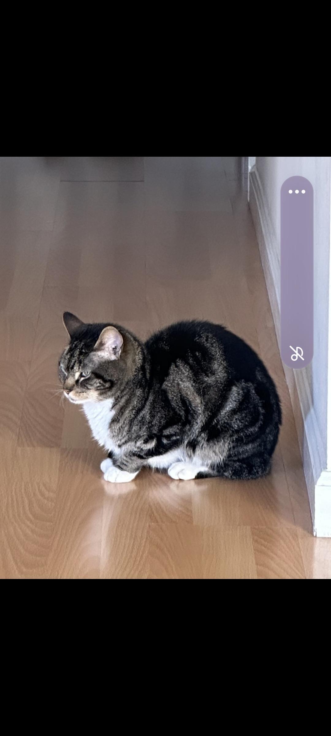 Enlarge Waffle, a Adoptable Tabby in San Jose, CA image 1/4