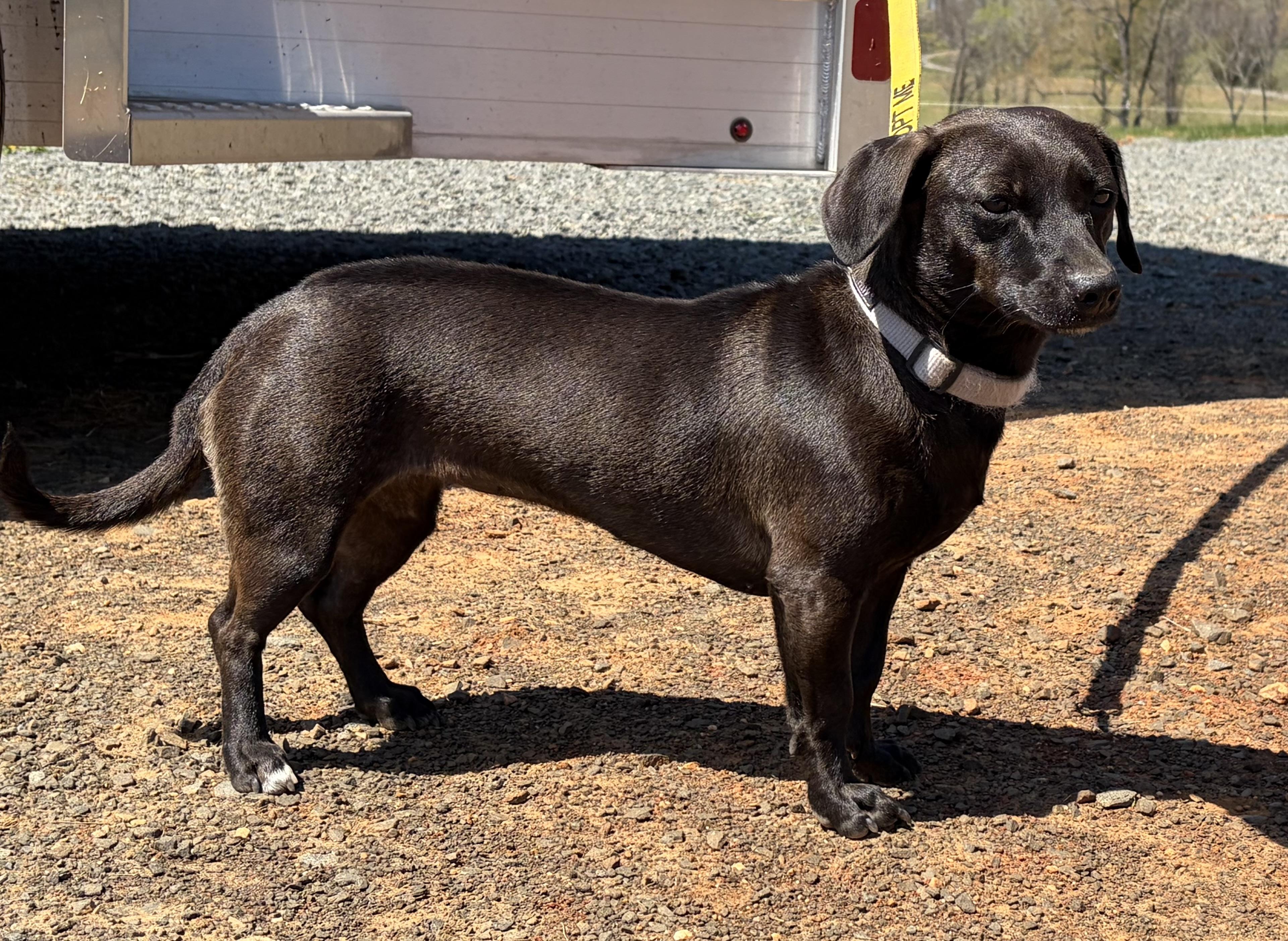 Paisley , an adopted Dachshund in Warrenton, VA image 4/5
