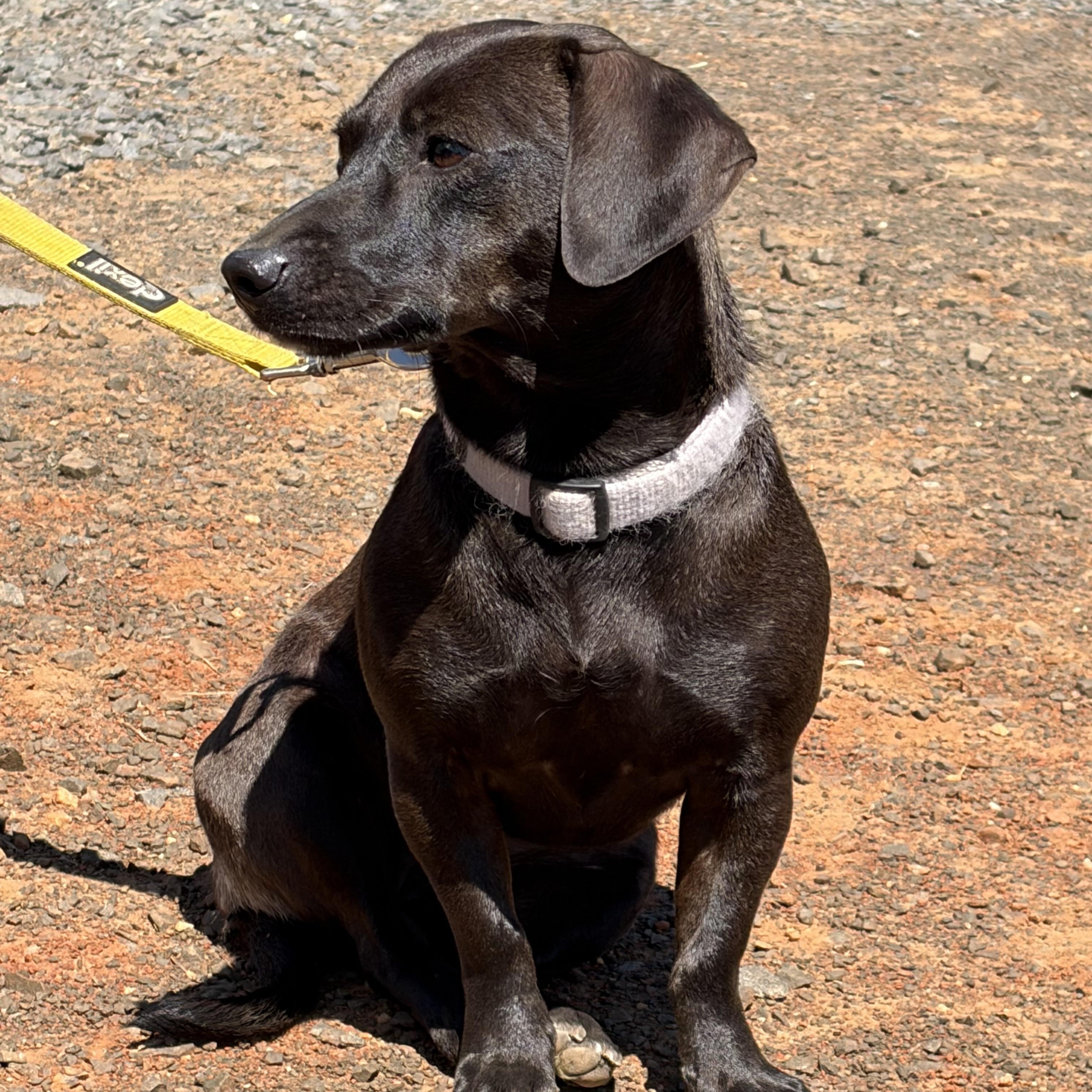 Paisley , an adopted Dachshund in Warrenton, VA image 1/5
