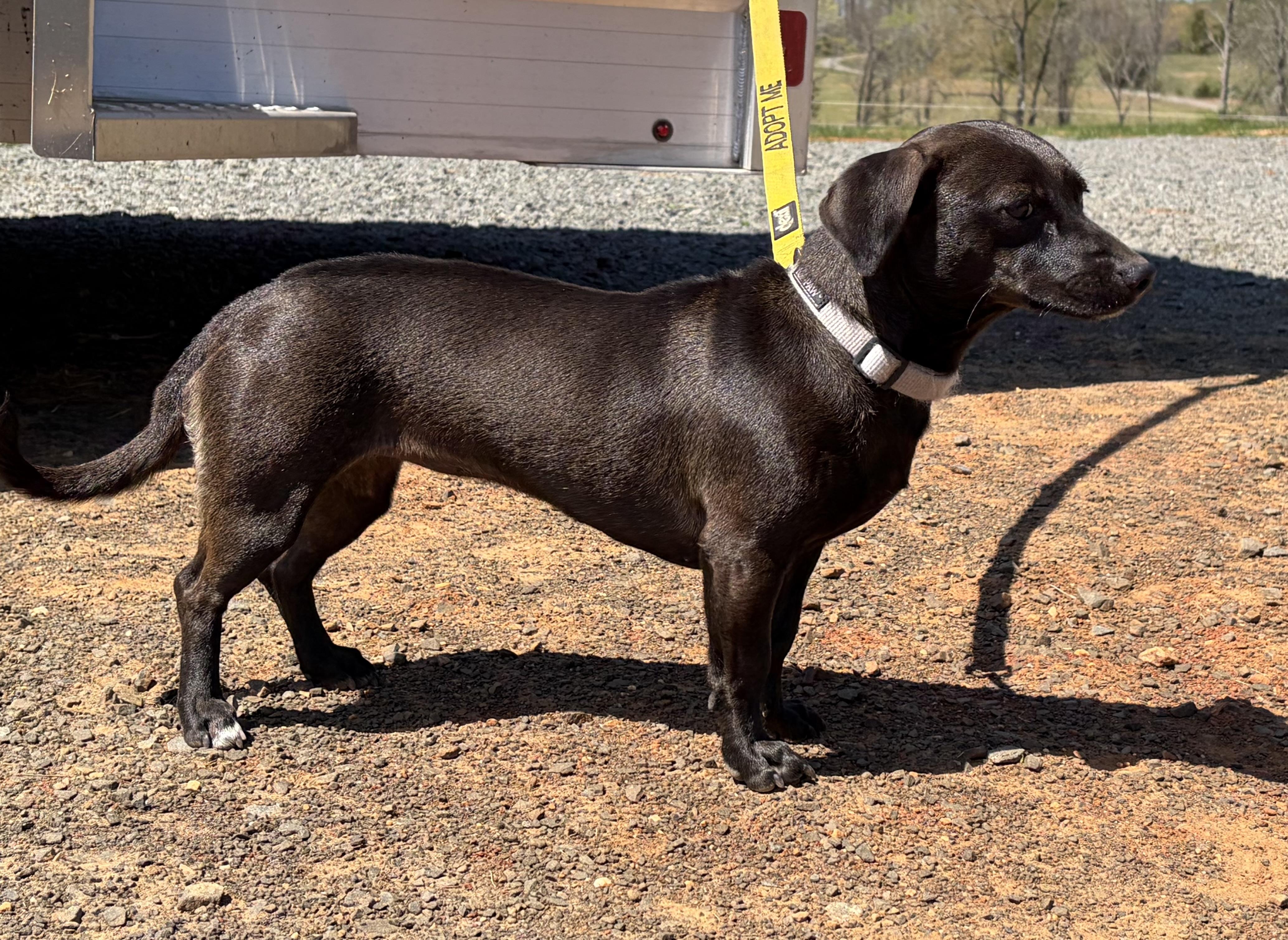 Paisley , an adopted Dachshund in Warrenton, VA image 3/5