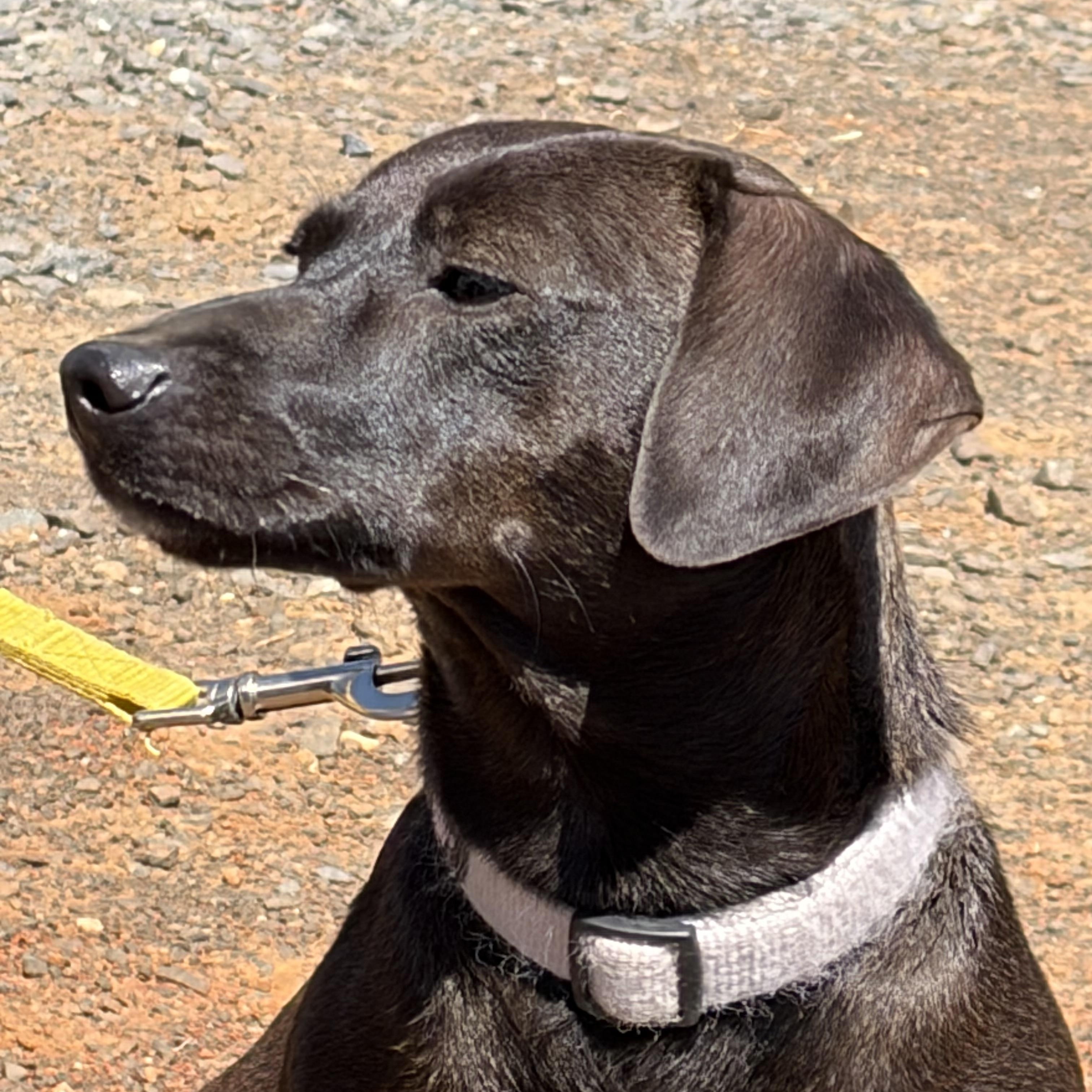 Paisley , an adopted Dachshund in Warrenton, VA image 5/5