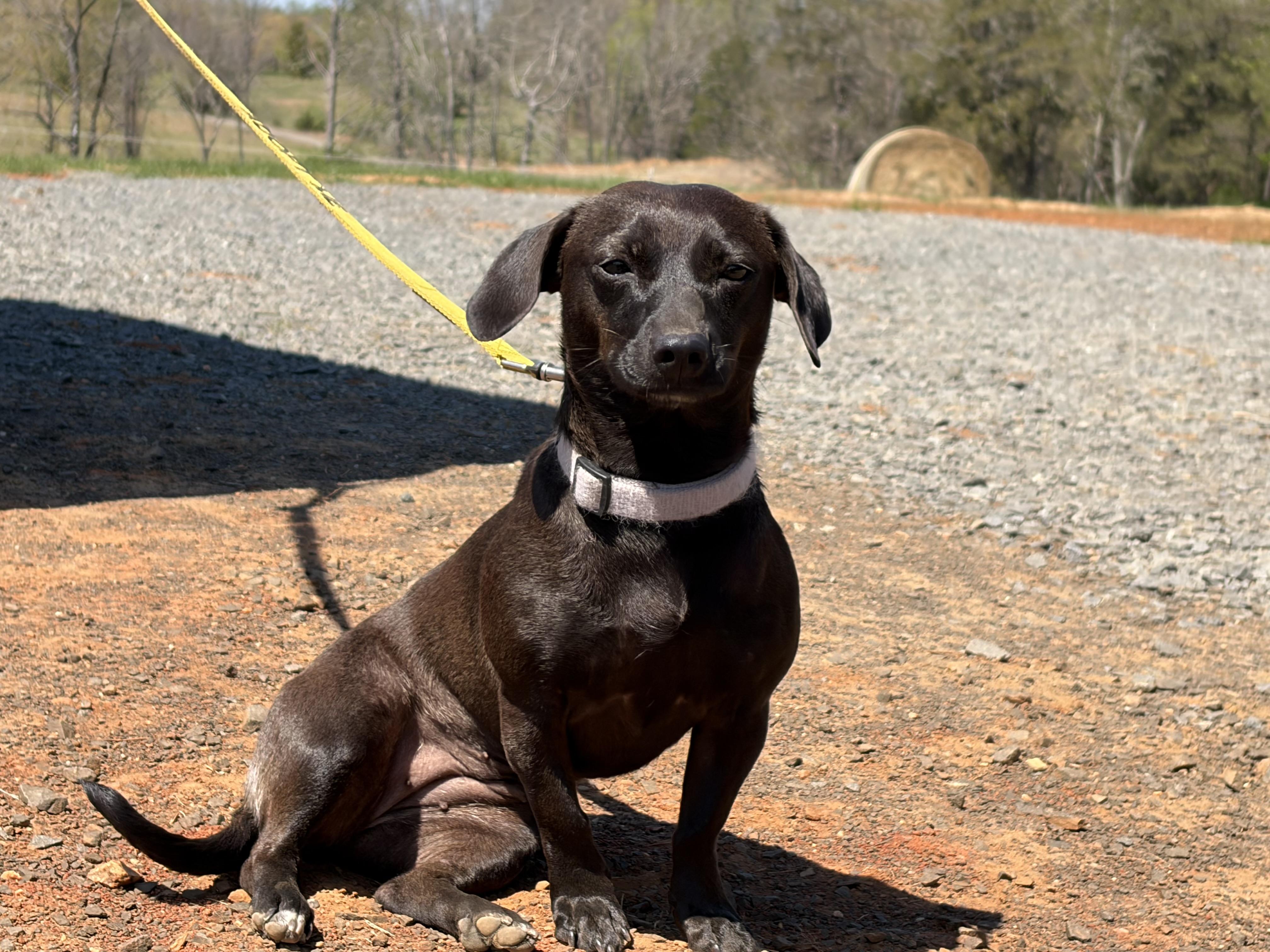 Paisley , an adopted Dachshund in Warrenton, VA image 2/5