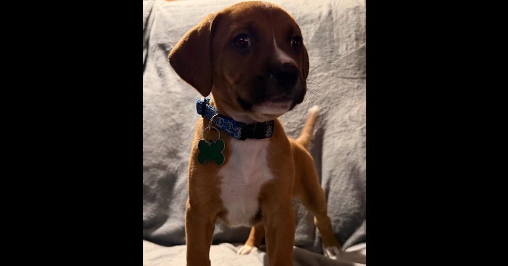 Laska, Adoptable, Puppy Male Mixed Breed.
