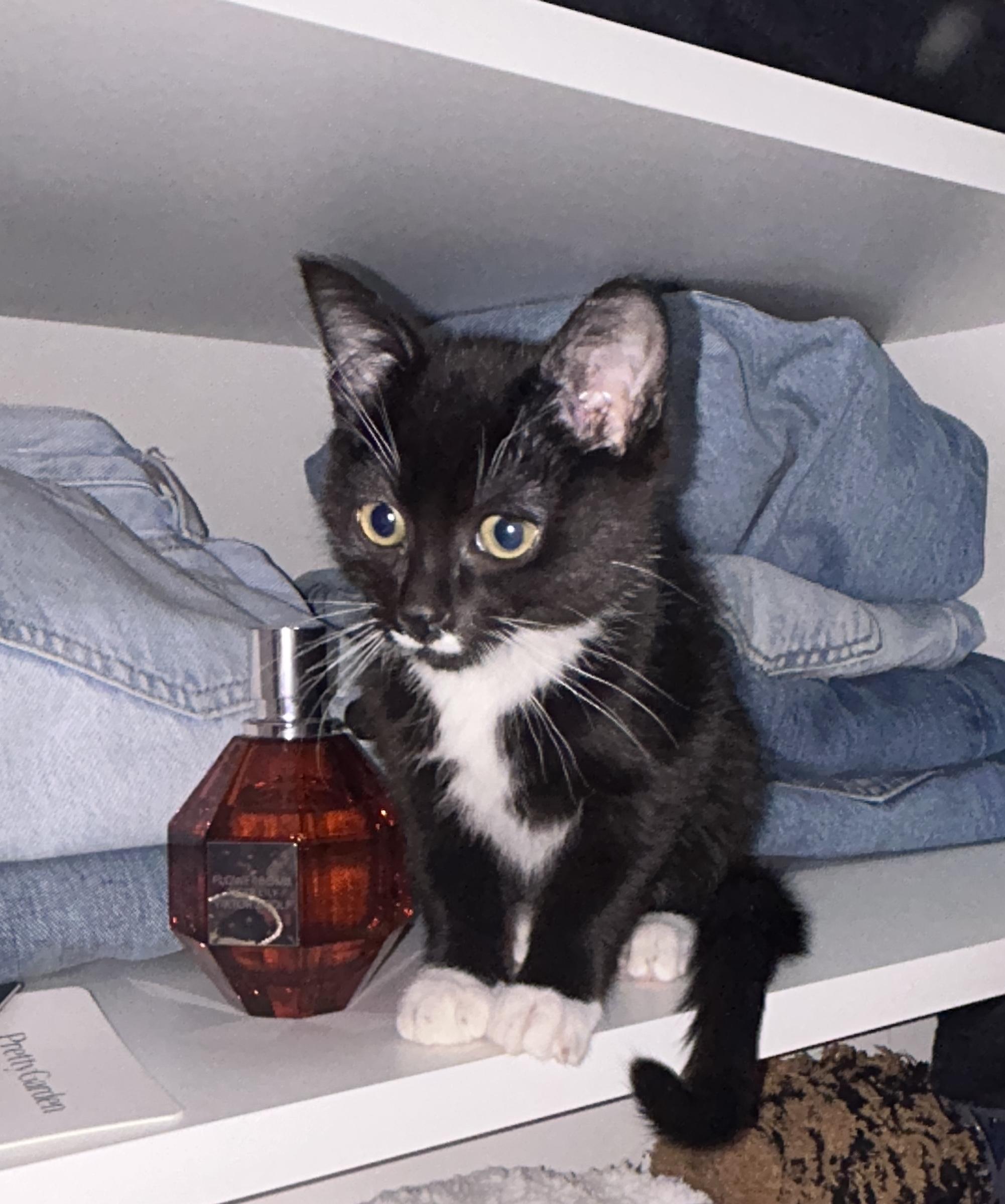 Cinder, Adoptable, Kitten Female Domestic Short Hair.