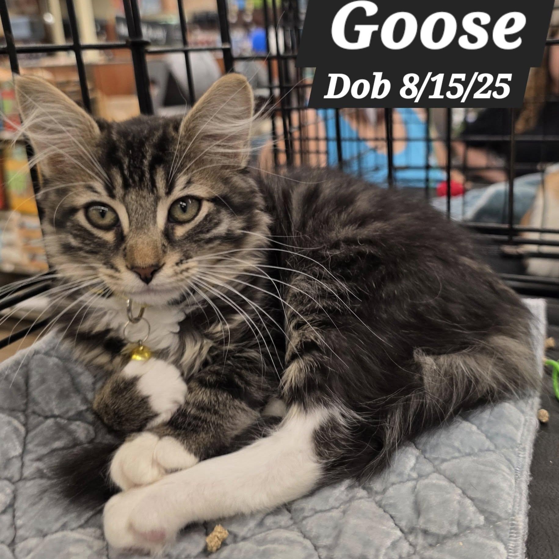 Goose, adopted, Young Male Domestic Short Hair.