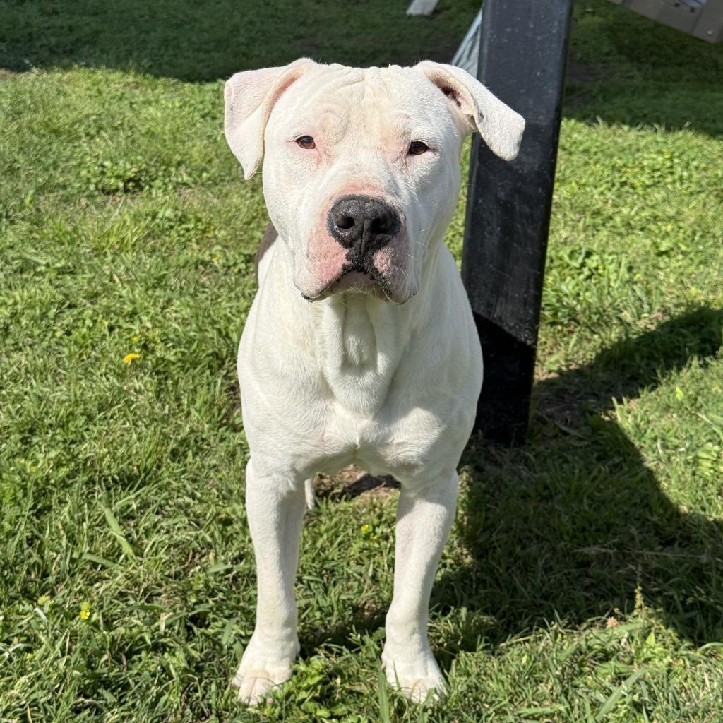 Enlarge Bubba, a Adoptable Pit Bull Terrier in Brenham, TX image 3/6