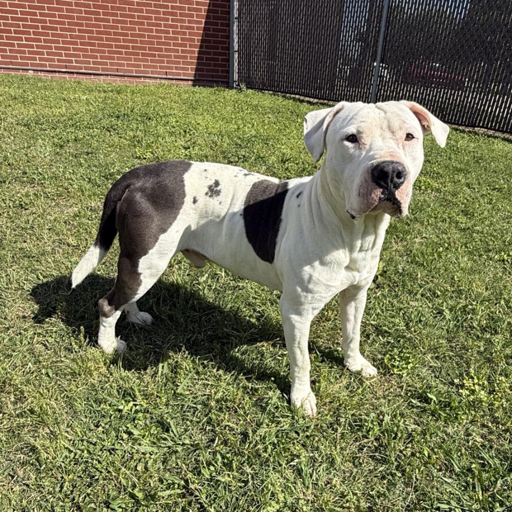 Enlarge Bubba, a Adoptable Pit Bull Terrier in Brenham, TX image 2/6