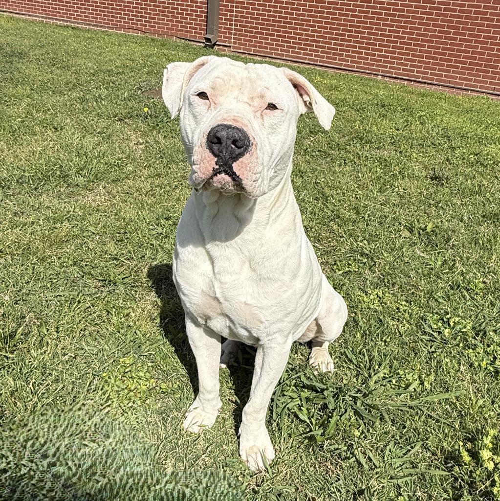 Enlarge Bubba, a Adoptable Pit Bull Terrier in Brenham, TX image 4/6