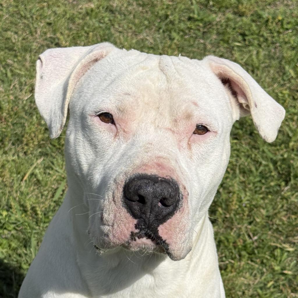 Enlarge Bubba, a Adoptable Pit Bull Terrier in Brenham, TX image 1/6