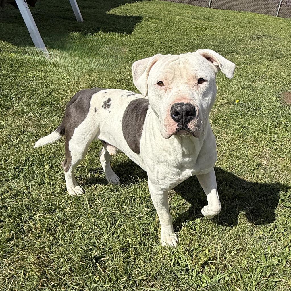 Enlarge Bubba, a Adoptable Pit Bull Terrier in Brenham, TX image 5/6