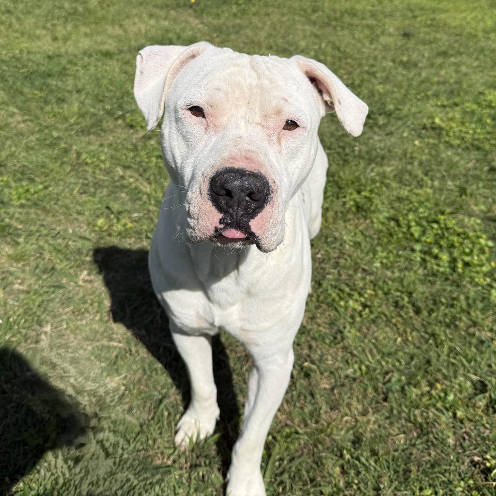 Enlarge Bubba, a Adoptable Pit Bull Terrier in Brenham, TX image 6/6