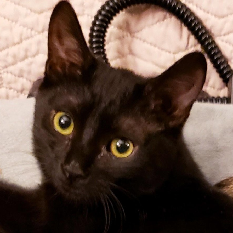 Meet Jack the leading man of our Threes Company litter Hes a great kitten